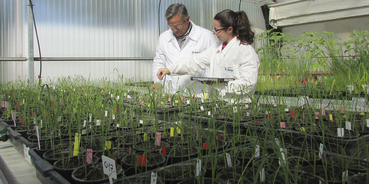 Experiencia BASF 2.0 en arroz